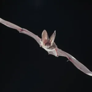 Plecotus sp. Long-eared Bat in Flight Print