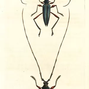Plinthocoelium columbinum beetle