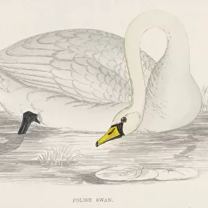 Polish Swan (Morris)