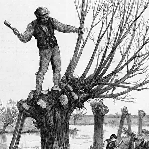 POLLING A WILLOW 1873