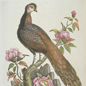 Polyplectron bicalcaratum, grey peacock-pheasant