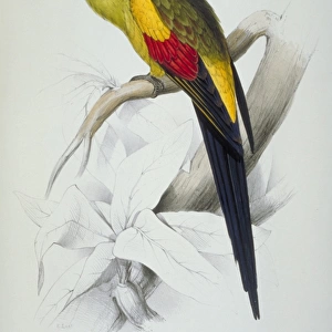 Polytelis anthopeplus, Regent parrot