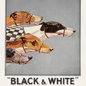 Buchanans Whisky Advert Print - Four Greyhounds Racing Buchanans Whisky Advert Print - Four Greyhounds Racing