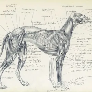 Dogs