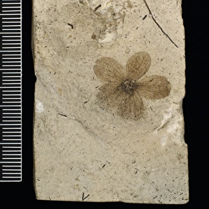Porana oeningen, fossil flower