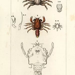 Porcelain crab, shrimp and extinct crustacean