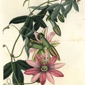 Poro poro, Passiflora pinnatistipula