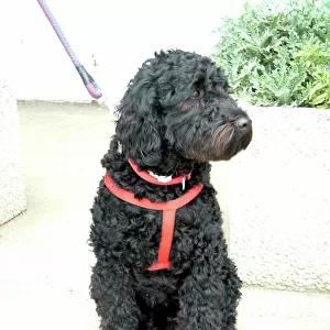 Working Collection: Portuguese Water Dog