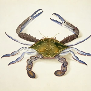 Portunus pelagicus, blue swimming crab