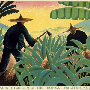 Poster depicting Malayan pineapples