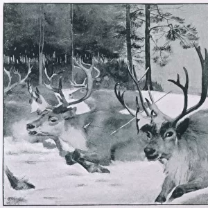 Prehistoric reindeer hunt