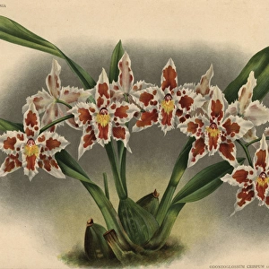 President Roosevelt variety of Odontoglossum crispum orchid