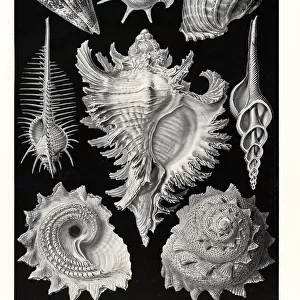 Prosobranchia sea snail shells