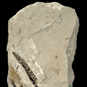 Protobarinophyton obrutschevii