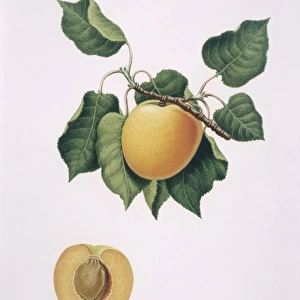 Prunus armenicaca, apricot