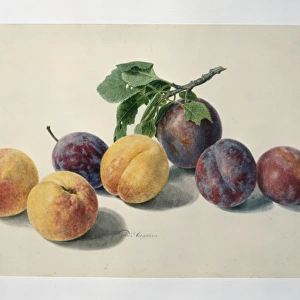 Prunus sp. peaches and plums