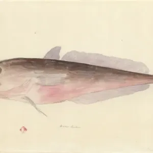 Watercolour Print of Pseudophycis bacchus, Red Codling Watercolour Print of Pseudophycis bacchus, Red Codling