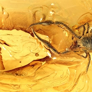Pseudoscorpion in Baltic amber