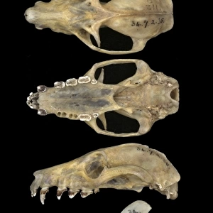 Pteropodidae Photo Mug Collection: Livingstones Flying Fox