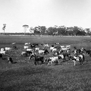 Purebreed Ayrshire and Jersey Cattle, Australia