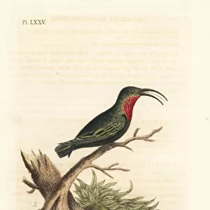 Hummingbirds Photo Mug Collection: Garnet Throated Hummingbird