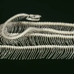 Tiger Python Skeleton Print - Natural History Museum, London Tiger Python Skeleton Print - Natural History Museum, London