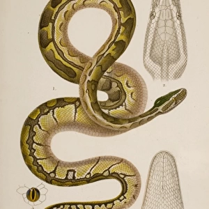 African Rock Python