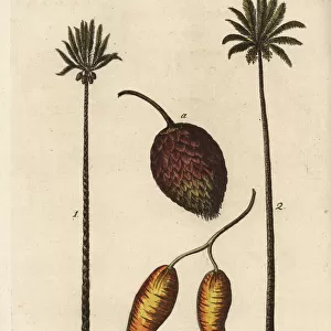 Queen sago palm, Cycas circinalis, and date
