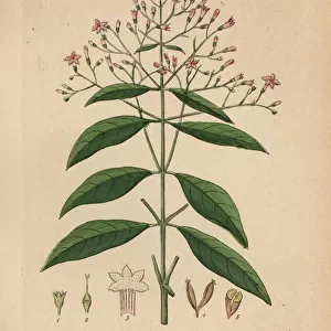 Quinine, red cinchona or cinchona bark, Cinchona officinalis