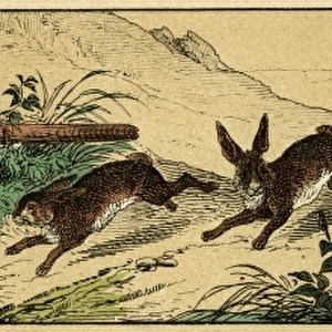 Rabbit hunting