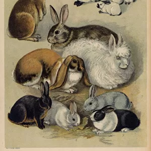 Animals Fine Art Print Collection: Wildlife