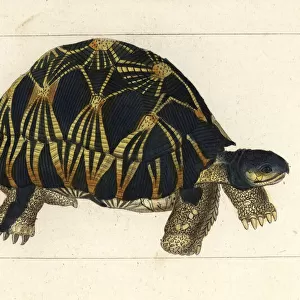 Radiated tortoise, Astrochelys radiata. Critically