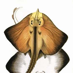 Raia marginata, or Bordered Ray