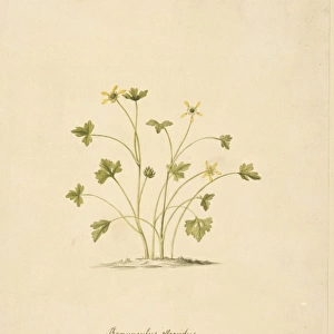 Ranunculus biternatus, antarctic buttercup