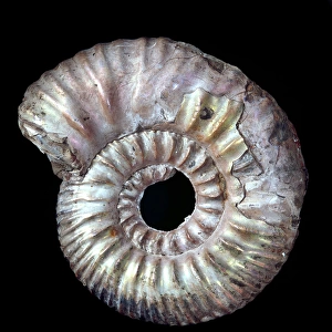 Rasenia uralensi, ammonite