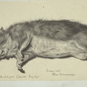 Rattus norvegicus, brown rat