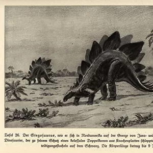 Reconstruction of an extinct Stegosaurus