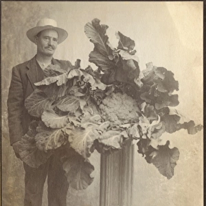 Record-breaking cauliflower