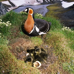 RED-BREASTED GOOSE - and chicks on nest