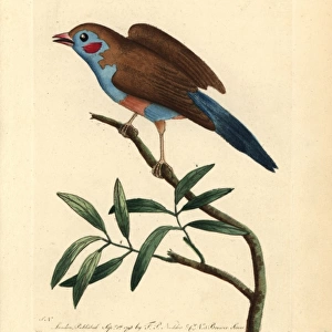 Red-cheeked cordon-blue, Uraeginthus bengalus