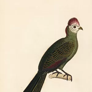 Red-crested turaco, Tauraco erythrolophus