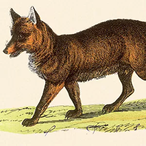 Red FoX Date: 1880
