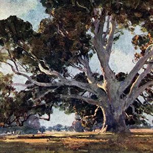 The Red Gum Tree
