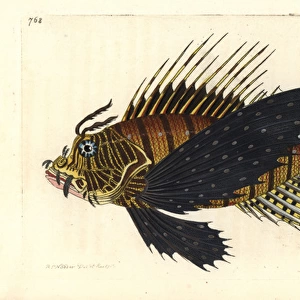 Red lionfish, Pterois volitans