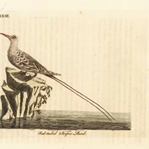 Red-tailed tropic bird, Phaethon rubricauda