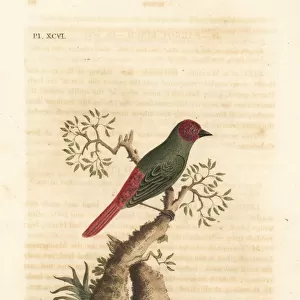 Red-throated parrotfinch, Erythrura psittacea
