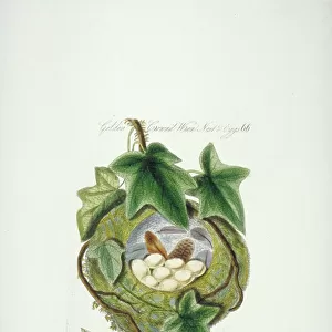 Regulus regulus, goldcrest nest and eggs