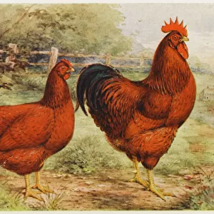 Chickens Fine Art Print Collection: Rhode Island Red