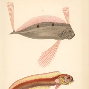 B Collection: Bandfish