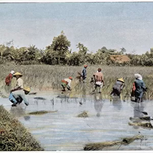 The rice harvest. Date: 1890s